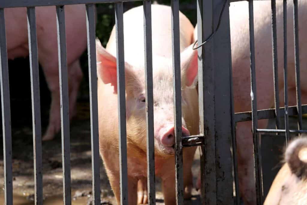 Kooihekken voor varkensstallen